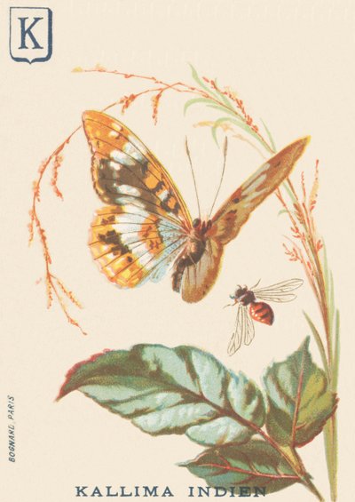 Indian Kallima (Cethosia biblis) by French School