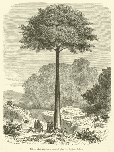 The Milk Tree, Brosimum Galactodendron (engraving) by French School