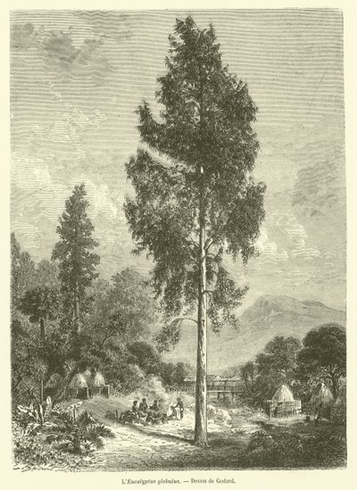 The Eucalyptus Globulus (engraving) by French School