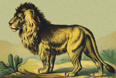 L as Lion by French School