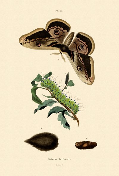 Large Emperor Moth by French School