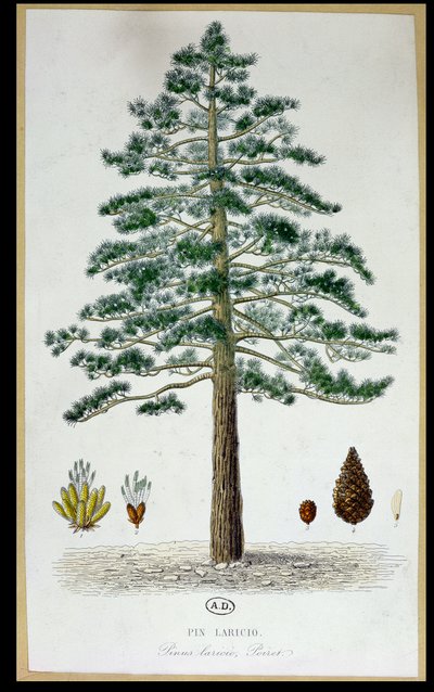 Laricio Pine Tree by French School