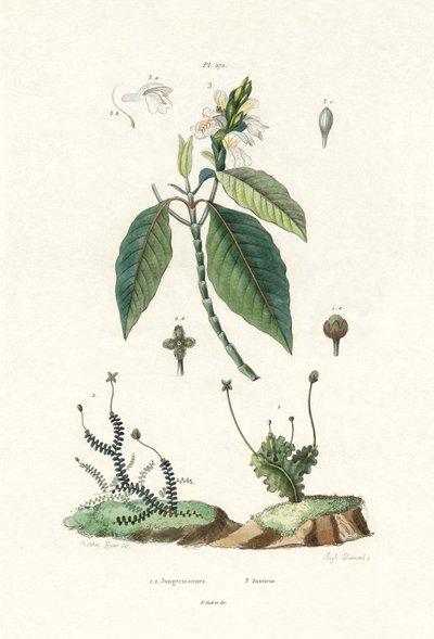 Liverwort by French School