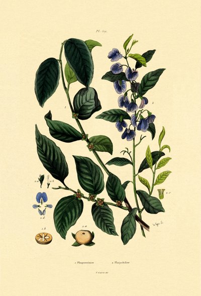 Lotus Plum by French School