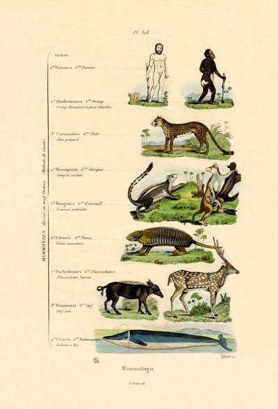 Mammalogy by French School