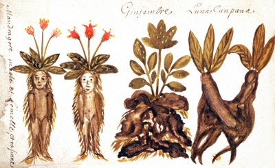 Mandrake, Ginger, Luna Campana by French School
