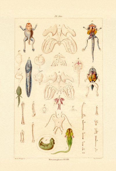 Metamorphosis by French School