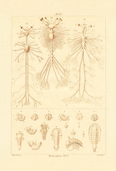 Metamorphosis by French School