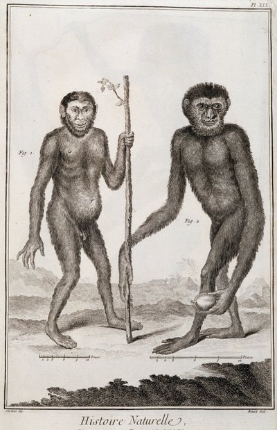 Monkeys Jocko and Gibbon by French School