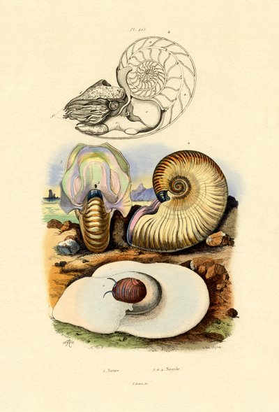 Moon Snail by French School