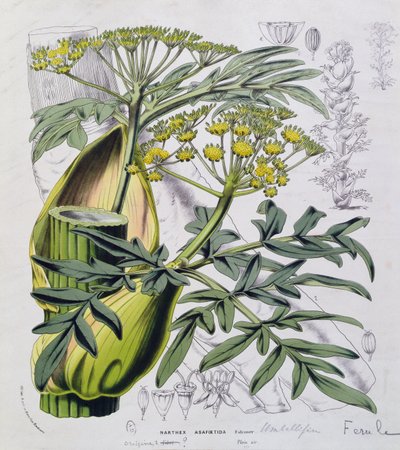 Narthex Asafoetida by French School