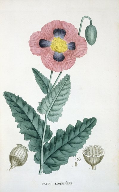 Opium-Poppy by French School