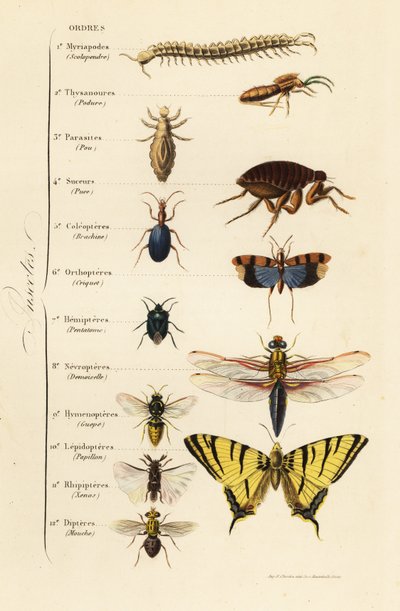 Orders of Insects by French School