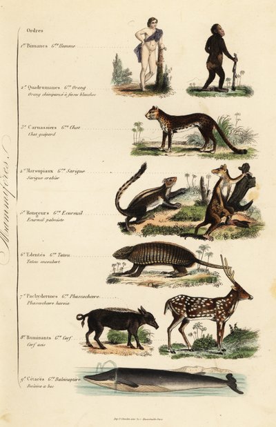 Orders of Mammals by French School