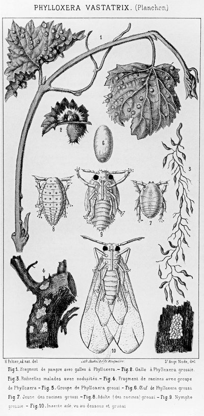 Phylloxera Vastatrix by French School