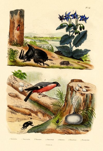 Pine Weevil by French School