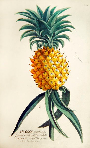 Pineapple by French School