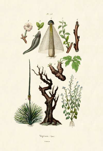 Plants by French School