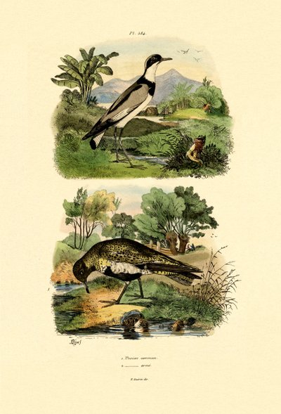 Plover by French School