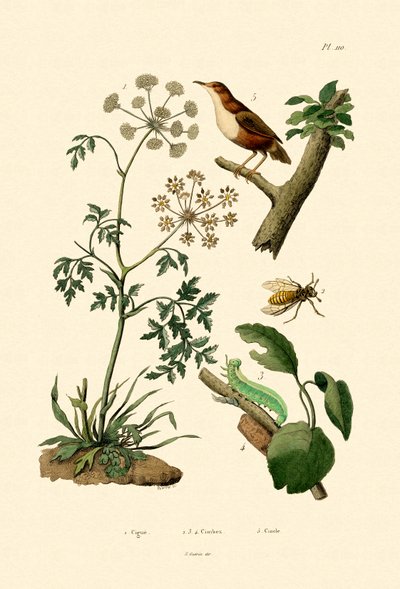 Poison Hemlock by French School
