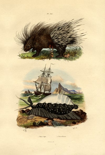 Porcupine by French School