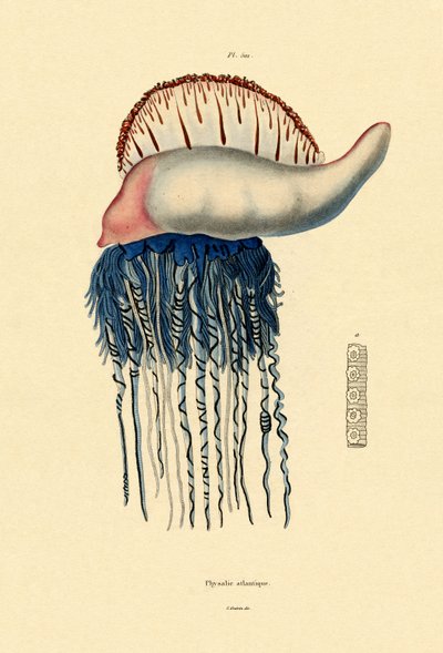 Portuguese Man-of-War by French School