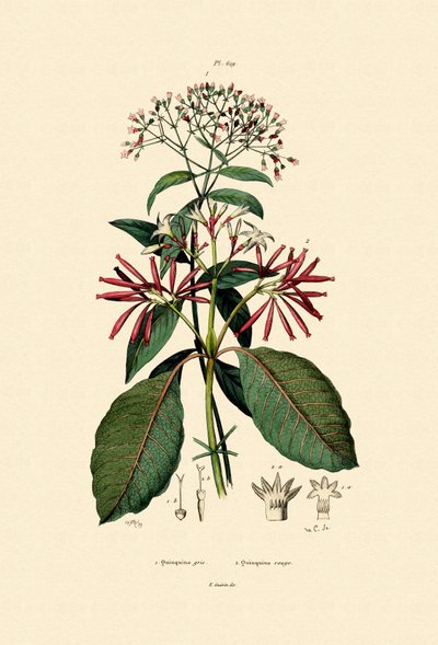 Quinine Barks by French School
