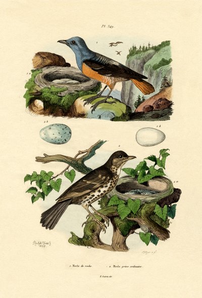 Roufus-tailed Rock-thrush by French School