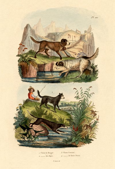 Shepherd Dog by French School