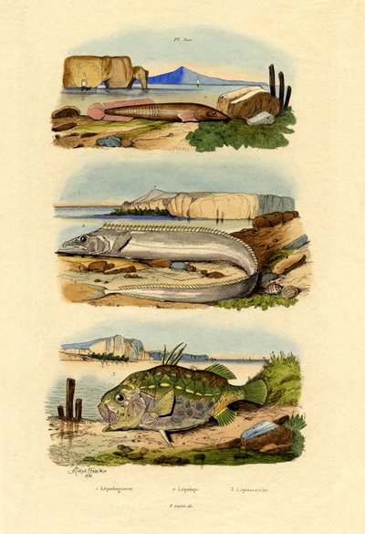 Shore Clingfish by French School