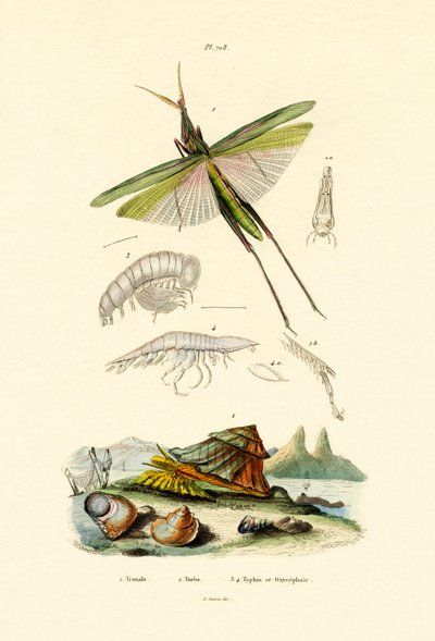 Slant-faced Grasshopper by French School