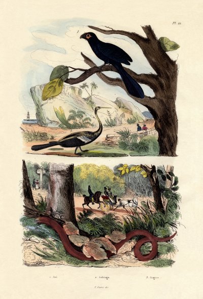 Smooth-billed Ani, 1833-39 by French School