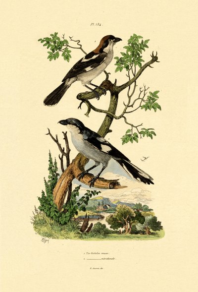 Southern Grey Shrike by French School