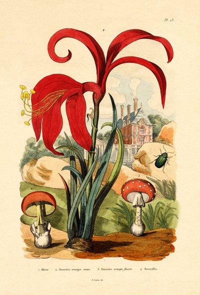 Striped Flea Beetle, 1833-39 by French School