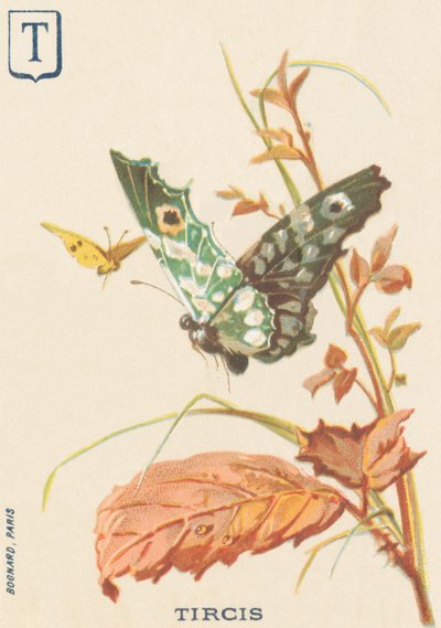 Tircis (Pararge aegeria) by French School