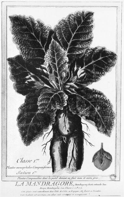 The Mandrake by French School