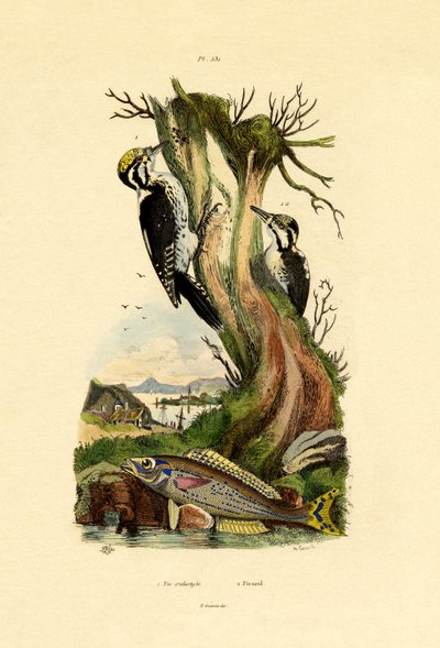 Three-toed Woodpecker by French School