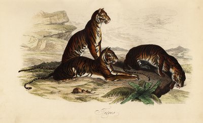 Tiger by French School