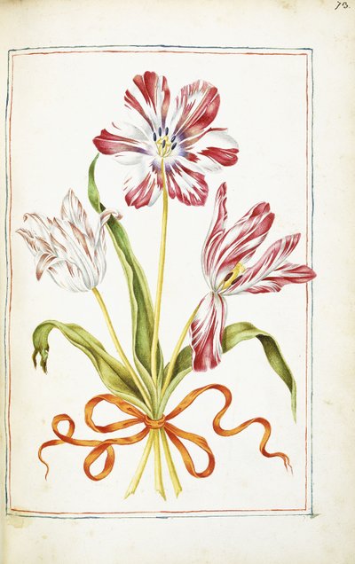Tulips, 18th century by French School
