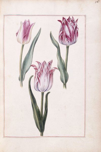 Tulips, 18th century by French School