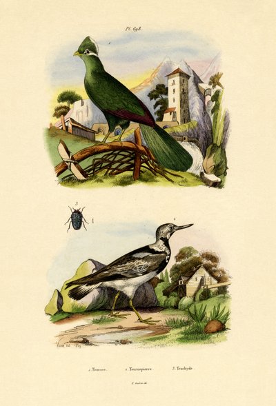Turaco by French School