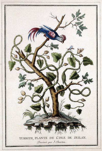 Turbith, plant of the island of Ceylon by French School