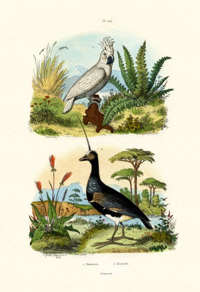 Umbrella Cockatoo by French School