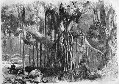 A Forest of Banyans in India by French School
