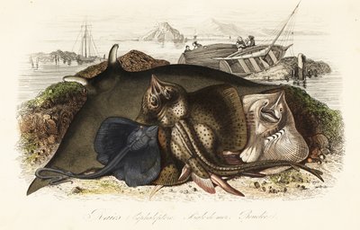 Unknown Image by French School