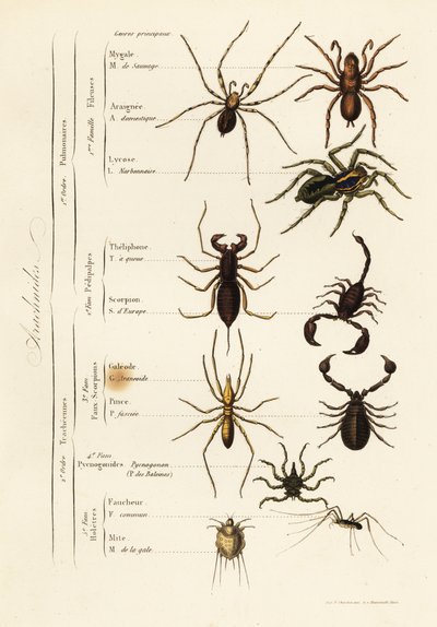 Unknown Image by French School