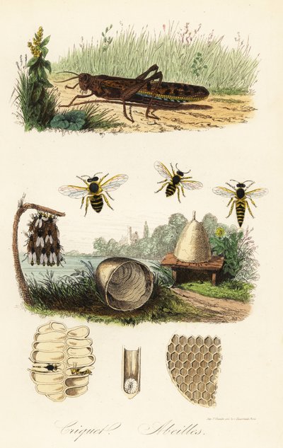 Unknown Image by French School