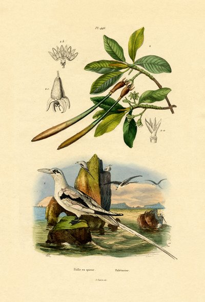 White-tailed Tropicbird by French School