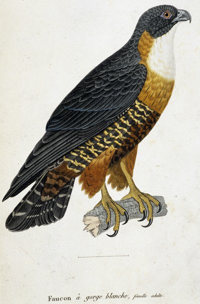 White-throated Falcon, adult female by French School