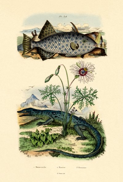 Whitespotted Filefish by French School